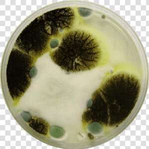 Mold In Petri Dish  HD Png Download