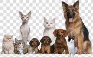 Cropped pets Edited Rev2   Keep Pets  HD Png Download