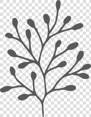 Cd Kakadu Plum   Twig  HD Png Download