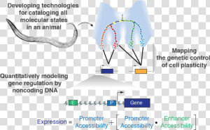 Animal Cell Dna Located Png Animal Cell Dna Located  Transparent Png