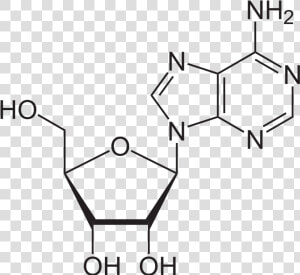 Http     upload   Wikimedia     Svg 1113px adenosin   Adenosine Structure  HD Png Download