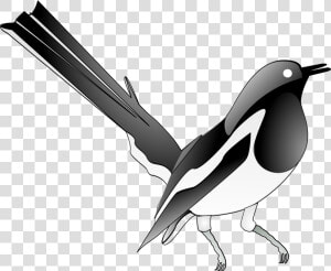 Flightless Bird eurasian Magpie bird   Magpie Clip Art  HD Png Download