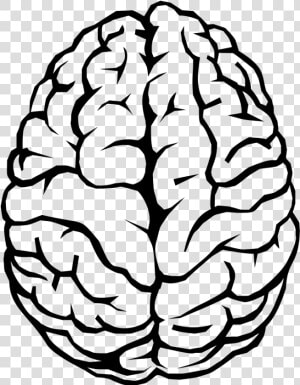 Human Brain Drawing Line   Brain Outline Transparent Background  HD Png Download