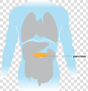 The Pancreas Situated In The Torso   Illustration  HD Png Download