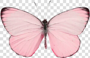  insect  insects  animals  animal  fly  pink  paint   Pastel Butterfly Transparent Background  HD Png Download