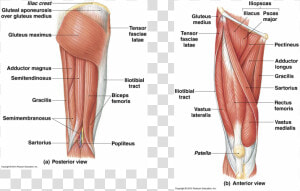 Picture   Muscular System Of The Leg  HD Png Download