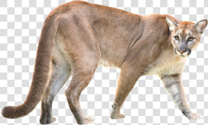 Puma   Mountain Lion   Puma   Mountain Lion Transparent Background  HD Png Download