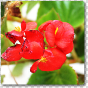 Impatiens  HD Png Download