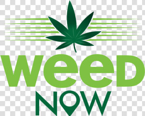 Weed Logo Png   Weed Now  Transparent Png