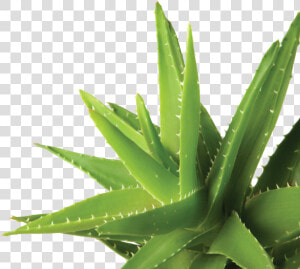 Agave  HD Png Download