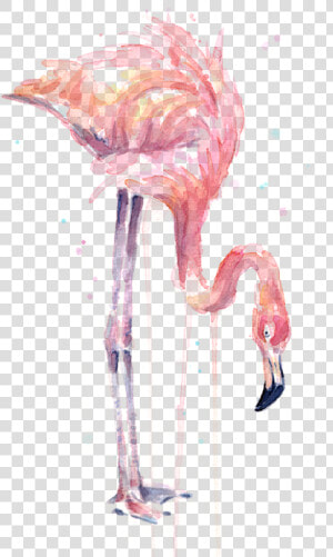 Drawing Flamingos Watercolor   Flamingo Painting Watercolor  HD Png Download