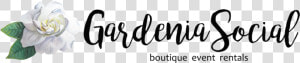 Gardenia Png  Transparent Png