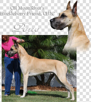 Ch Moonriver S Huckleberry Friend   Great Dane  HD Png Download