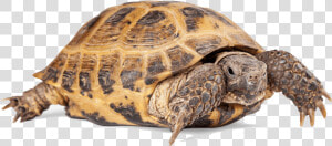 Russian Tortoise Png  Transparent Png