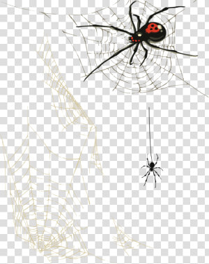 Transparent Corner Spider Web Png   Toile D Araignee Png  Png Download