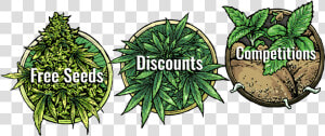 Spend €99 Get Your 14 Seed 420 Mega Bundle   420 Mega Bundle Seedsman  HD Png Download