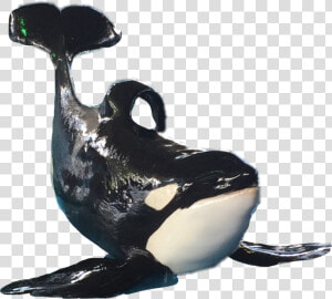 Killer Whale   Png Download   Killer Whale  Transparent Png