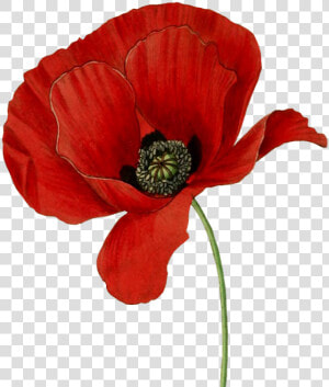 Poppy Flower Clipart   Png Download   Poppy Flower Transparent Background  Png Download