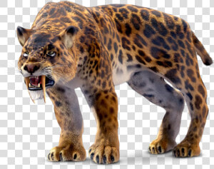 Saber Tooth Tiger  HD Png Download