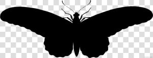 Black Moth Png   Transparent Cartoons   รูป ผีเสื้อ ขาว ดํา  Png Download