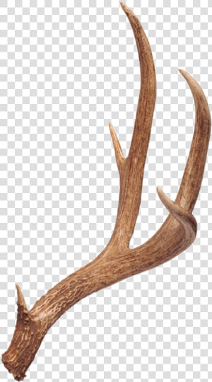 10 Point Deer Antlers   Png Download   Deer Antlers Png  Transparent Png