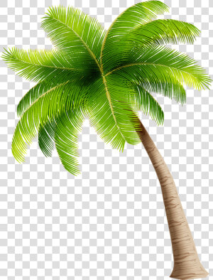 For Guests 8 12 Years Old  A Parent Or Guardian Must   Coconut Tree Clipart Png  Transparent Png