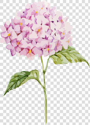 Transparent Hydrangea Clipart Free   Free Hydrangea Vector  HD Png Download