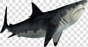 Tiger Shark Great White Shark Shark Jaws   Shark Png  Transparent Png