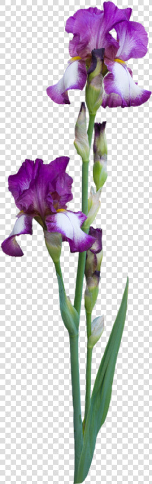 Why Do People Choose To Birth At A Birth Center   Iris Albicans  HD Png Download