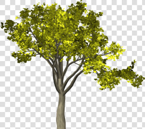 Árvore  Folhas  Ramos  Isolado  Natureza  Tronco   Arbol Con Ramas Y Hojas  HD Png Download