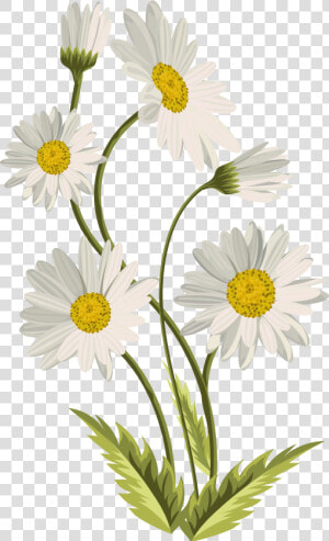 Common Daisy Art Clip Art   Transparent Background Daisy Flower Png  Png Download