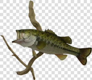 Transparent Largemouth Bass Png   Perch  Png Download