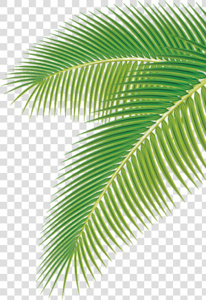 Arecaceae Palm Vector Leaf Euclidean Png Image High   Coconut Leaf Vector Png  Transparent Png