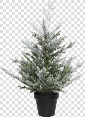 Christmas Tree In A Pot  Snowy    Weihnachtsbaum Im Topf  HD Png Download