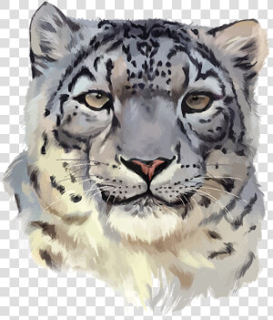 Snow Leopard Png   Snow Leopard Face Png  Transparent Png