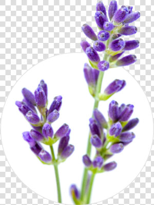 English Lavender Flower Stock Photography Lavender   Lavender  HD Png Download