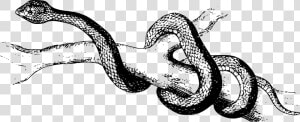 Reptile art serpent   Slither Clipart Black And White  HD Png Download