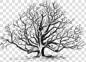 Clip Art Drawing Of A Tree   Black Walnut Tree Drawing  HD Png Download