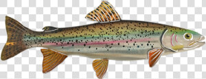 Rainbow Png Coastal Cutthroat Trout   Coastal Cutthroat Trout  Transparent Png