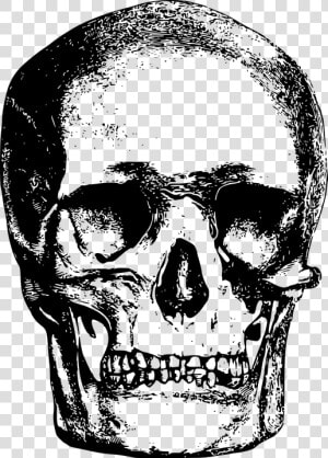 Bone  Head  Skeleton  Skull   Vintage Skull Illustration Png  Transparent Png