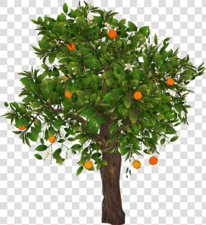 Orangetree Slice   Mandarin Tree Png  Transparent Png