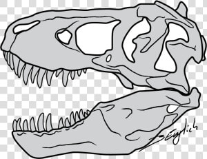 Vector Transparent Stock Trex Vector Skull   Tyrannosaurus Rex Skull Drawing  HD Png Download