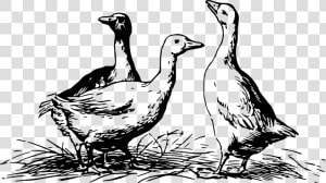 Geese 4 Clip Arts   Geese Black And White  HD Png Download