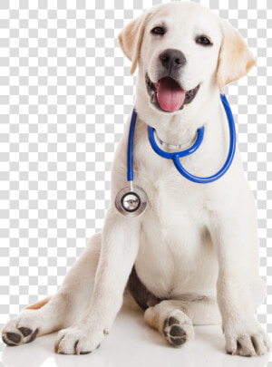 Vet Clinic Png Transparent Vet Clinic Images   Medical Dog  Png Download