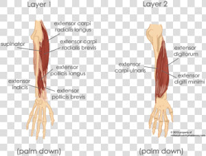 Extensor Carpi Ulnaris And Extensor Digiti Minimi  HD Png Download