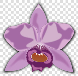 Cattleya   Cattleya Orchid Clipart  HD Png Download