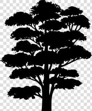 Clip Art Silhouette Tree Branch Oak   Tree Drawing Silhouette Black And White  HD Png Download