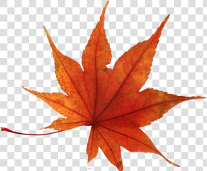 Autumn Leaf Png Image   Autumn Leaf Png Transparent Background  Png Download