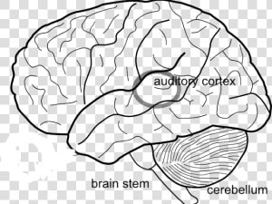 Transparent Brain Drawing Png   Brain Outline With Lobes  Png Download