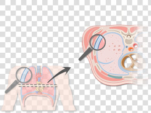 An Expanded View Of The Thorax Magnifying The Pleura   Two Transparent Pleural Membranes  HD Png Download